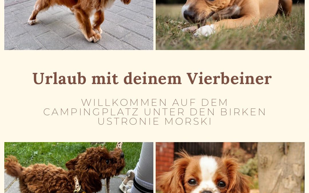 Urlaub mit deinem Vierbeiner – Willkommen auf dem Campingplatz Pod Brzozami!